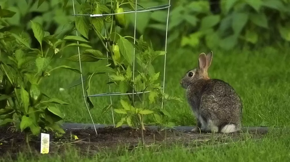 how to keep rabbits out of garden