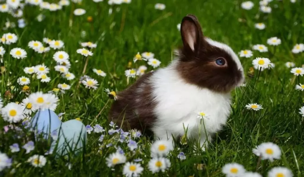 protect garden from rabbits