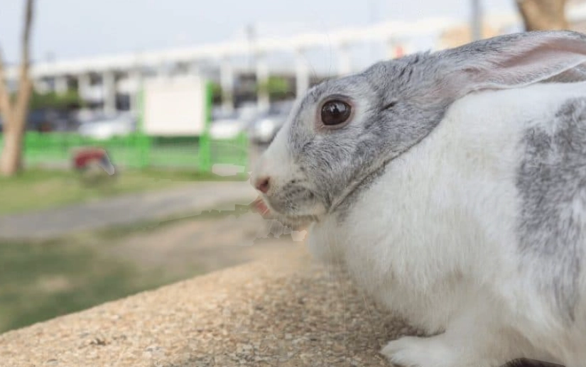 rabbit boarding services