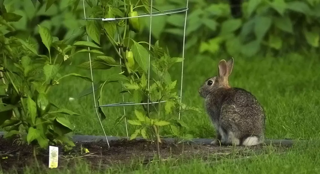 rabbit repellent
