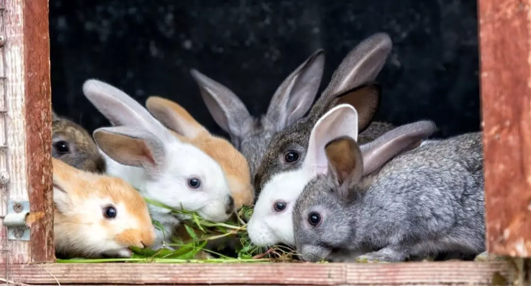 are rabbits good pets