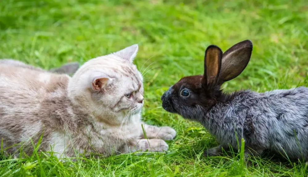 Pet rabbit and cat