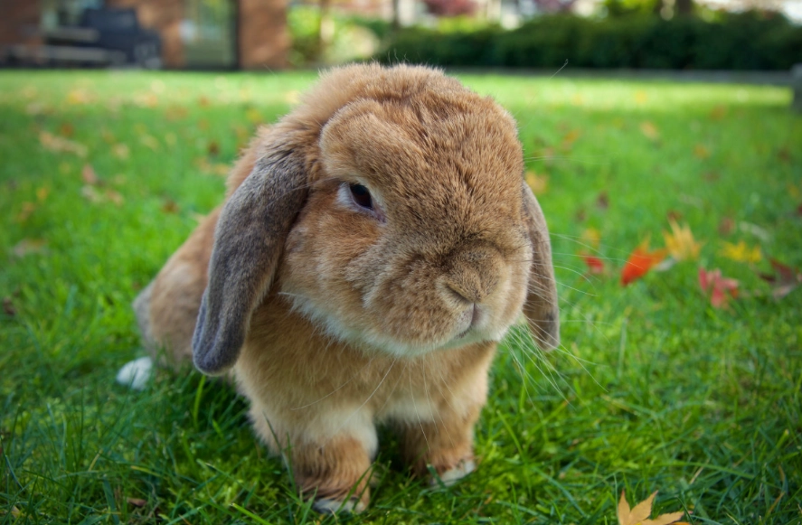 are rabbits good pets