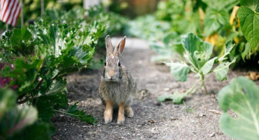 inexpensive rabbit repellent