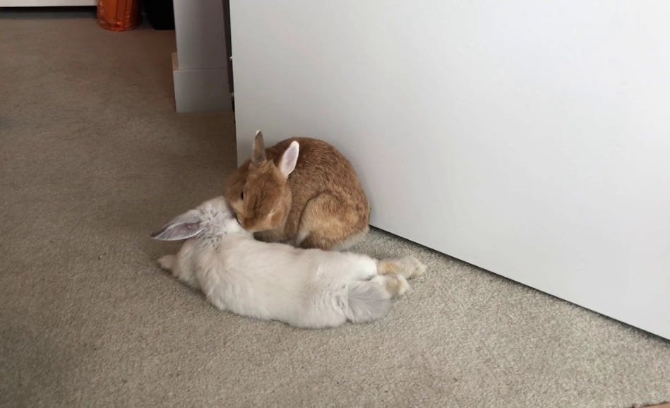 how to cuddle a rabbit how to cuddle a rabbit