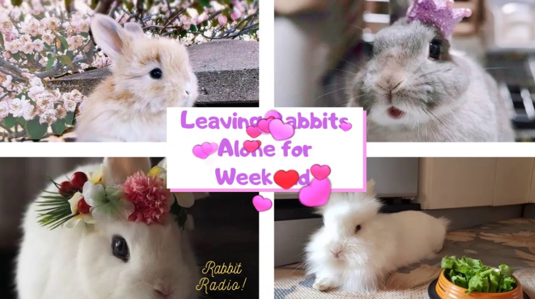 Can rabbits be left alone for a week?