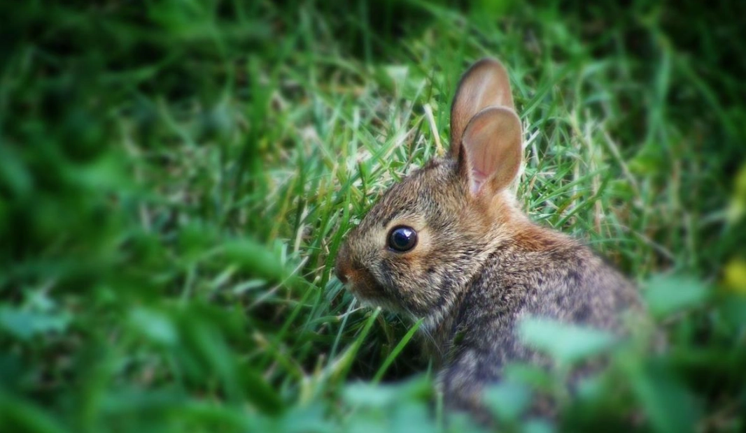 garden fencing for rabbits
