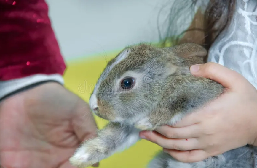 rabbit body language rabbit body language