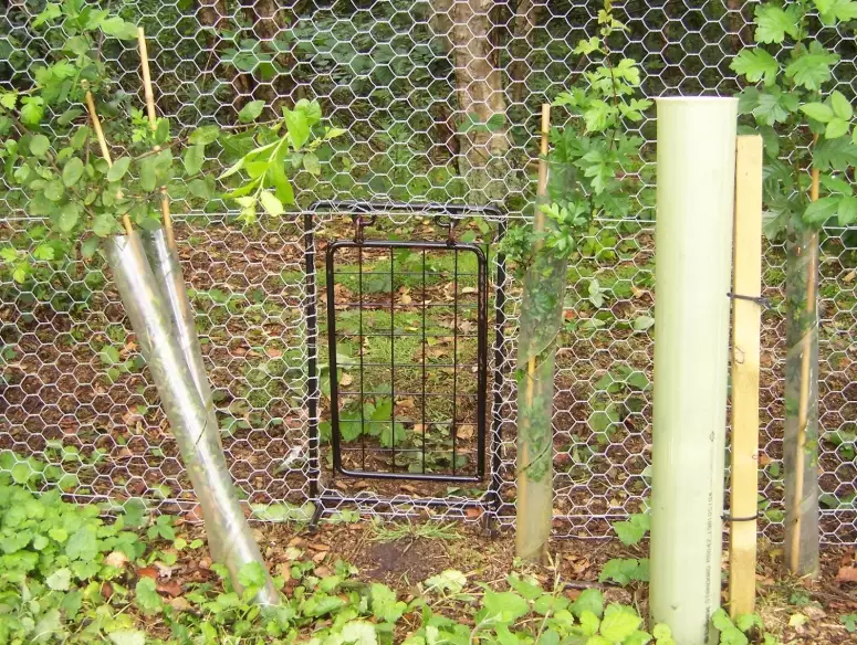 outdoor rabbit enclosure