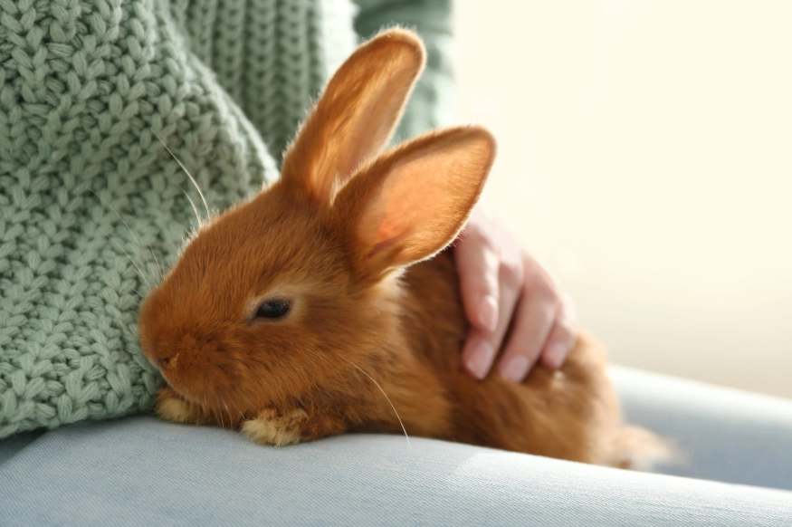 rabbit care guide
