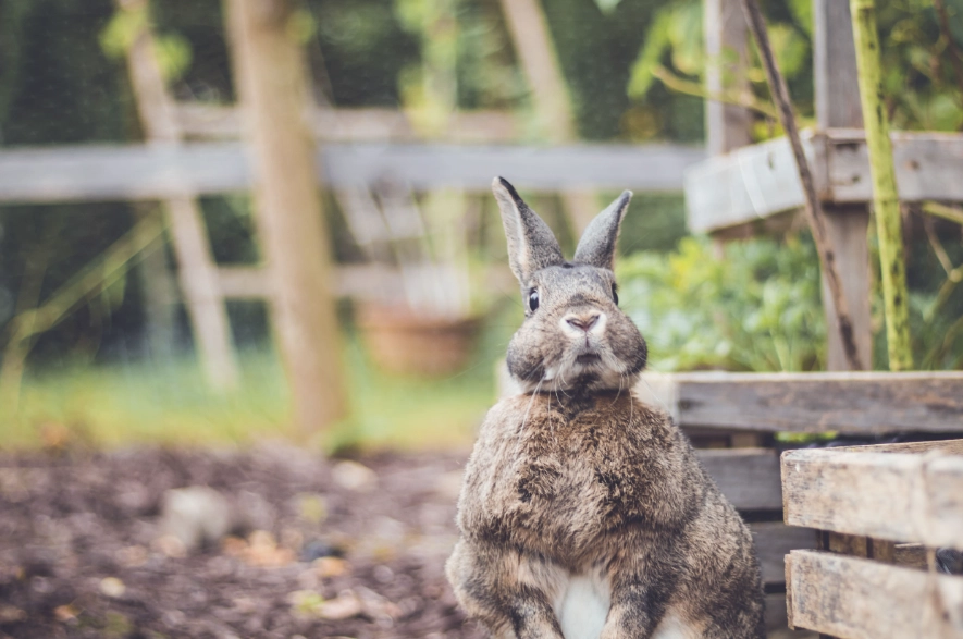 rabbit proof garden