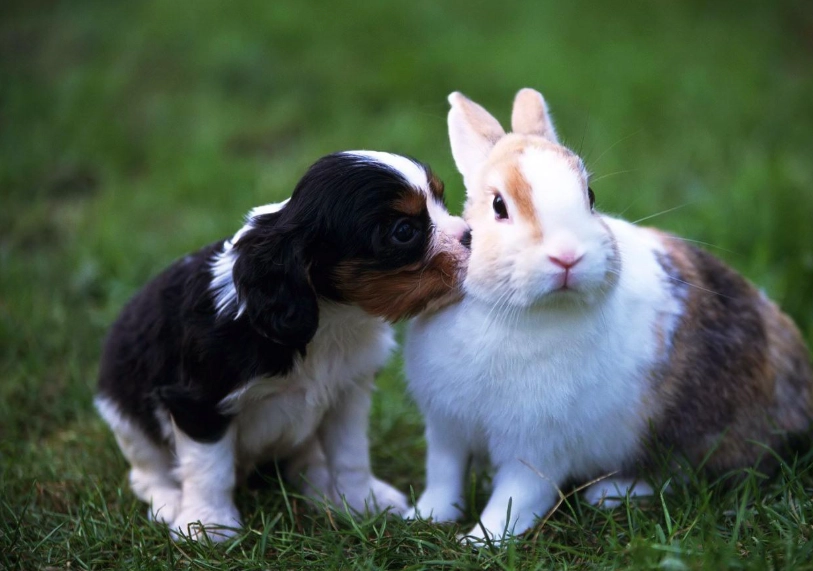 Pet rabbit and dog