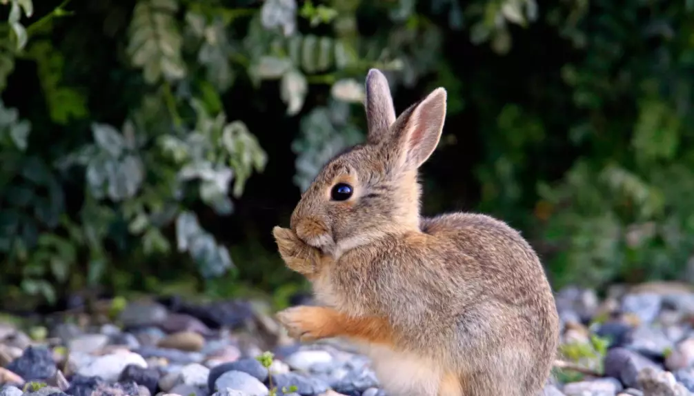 natural rabbit repellent