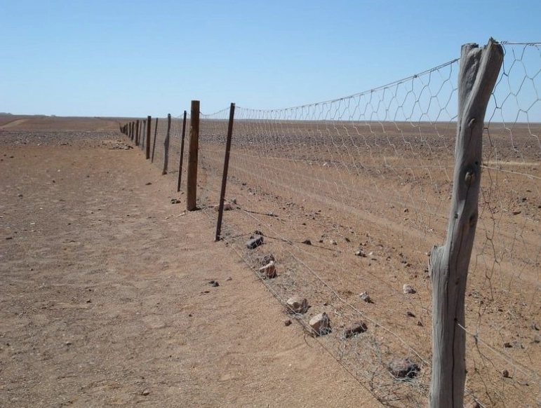 rabbit proof fence