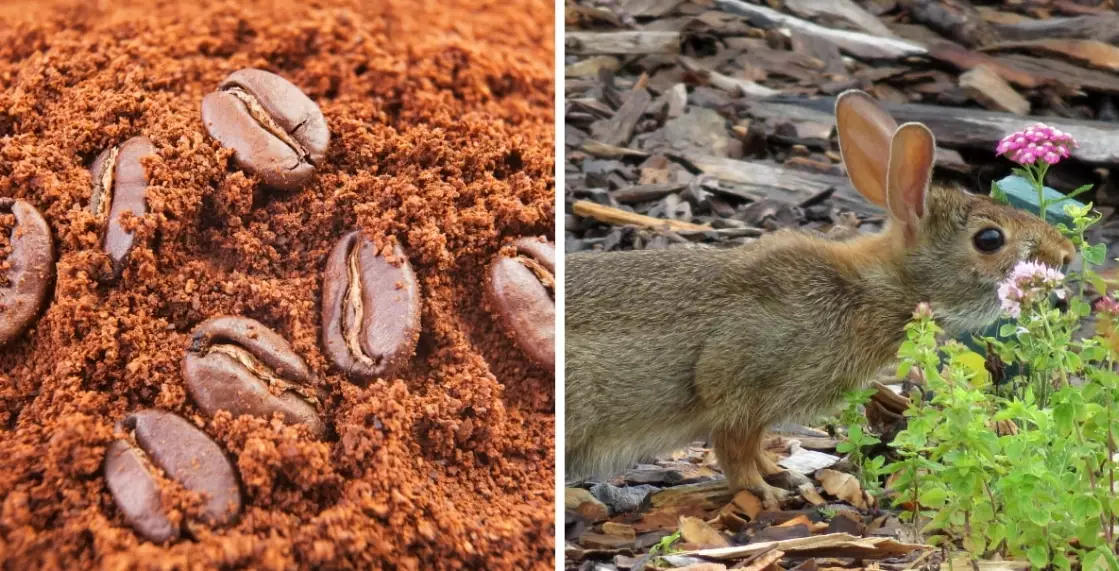 coffee grounds for rabbits
