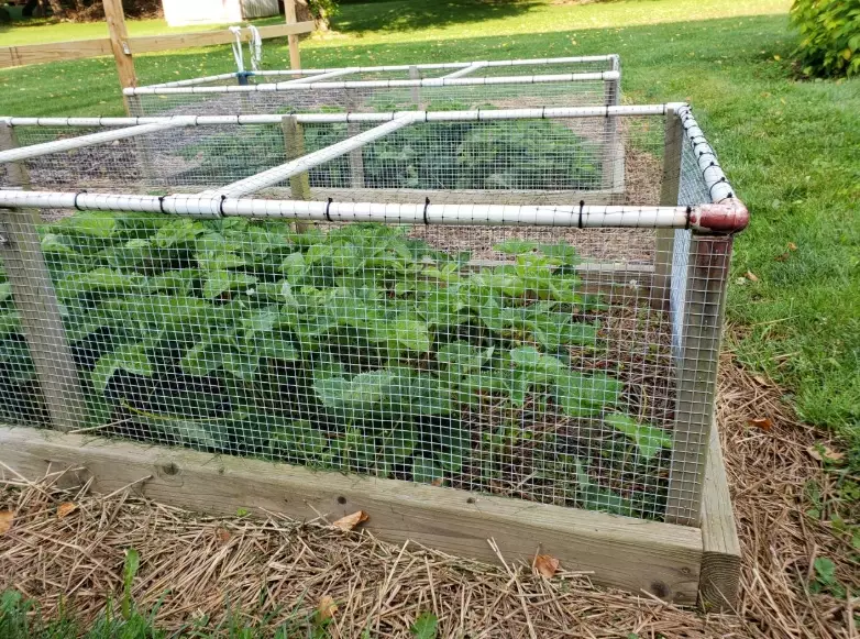 rabbit proof garden fence
