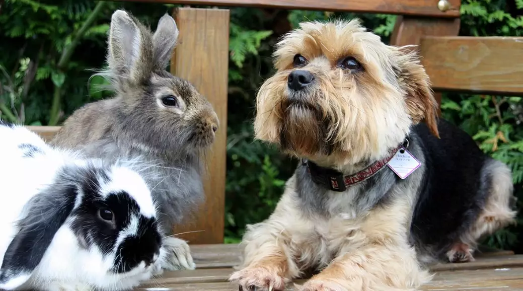 safe rabbit dog household