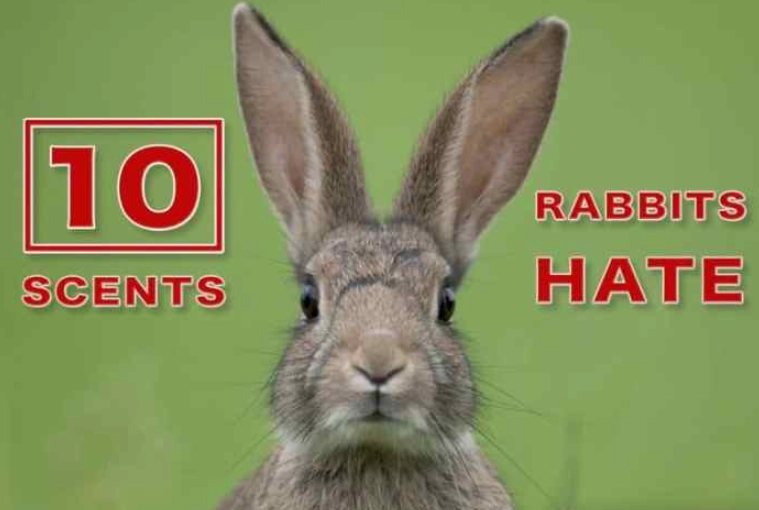 scents rabbits hate