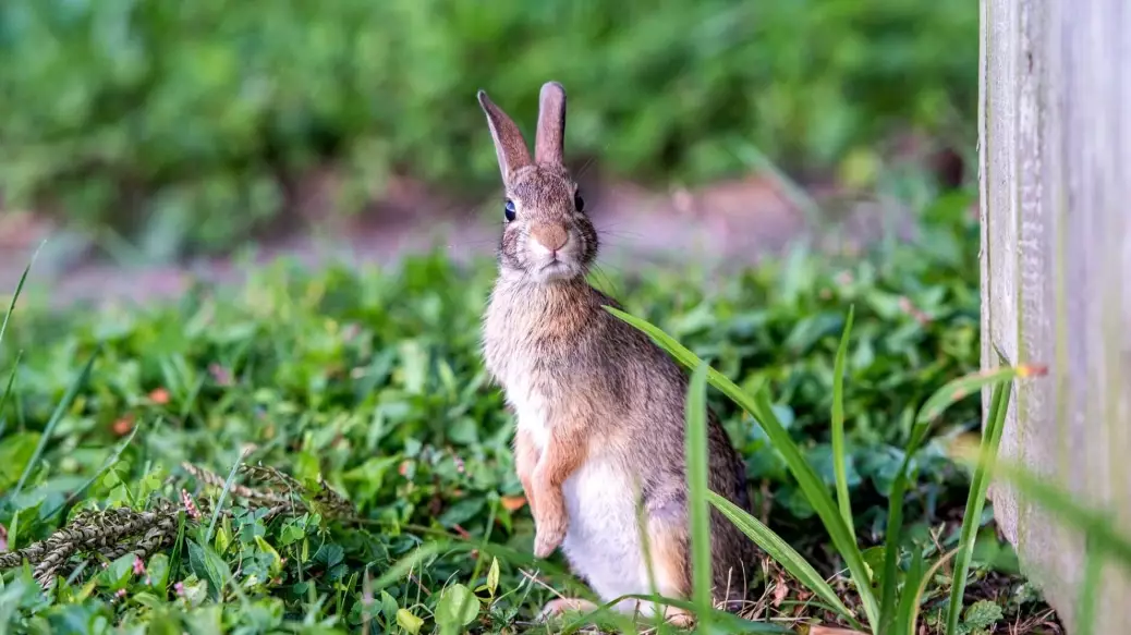 natural rabbit repellent