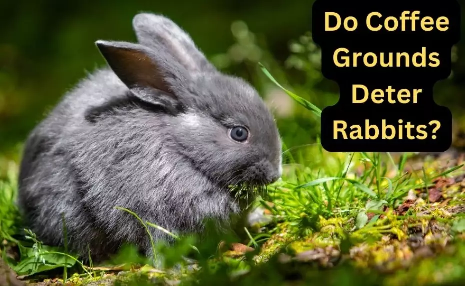 coffee grounds for rabbits
