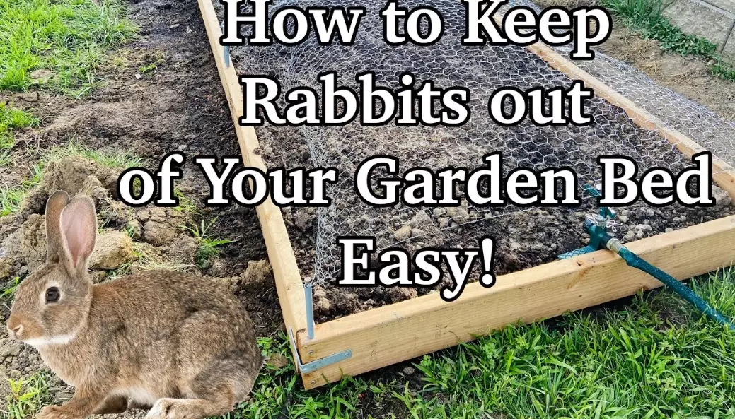 homemade rabbit repellent