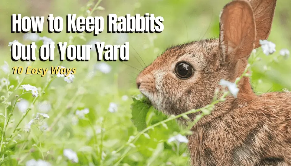 cheap rabbit deterrent