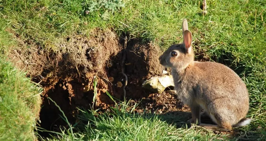 pet rabbit burrowing