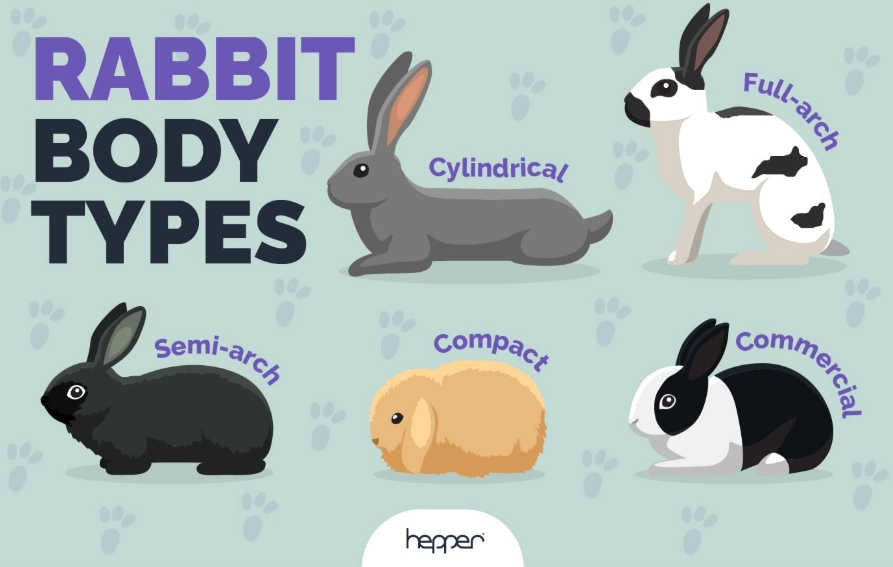 pet rabbit breeds pet rabbit breeds