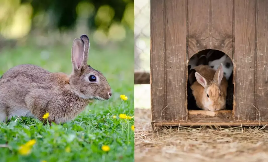 outdoor rabbit hutch