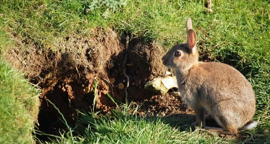 rabbit burrow facts rabbit burrow facts