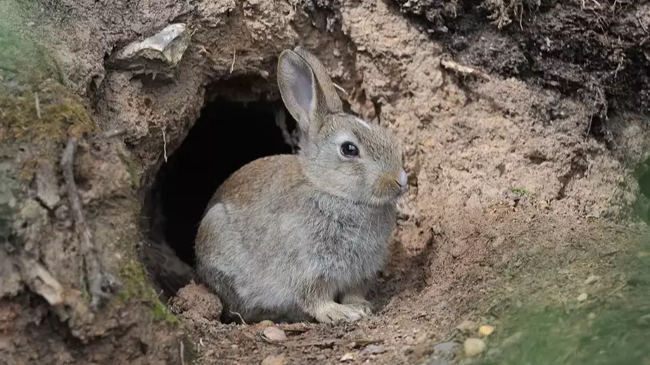 Do rabbits live in burrows