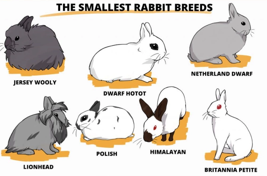 rabbit breed characteristics rabbit breed characteristics