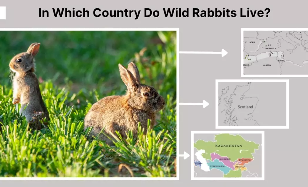 pet rabbit ownership by country