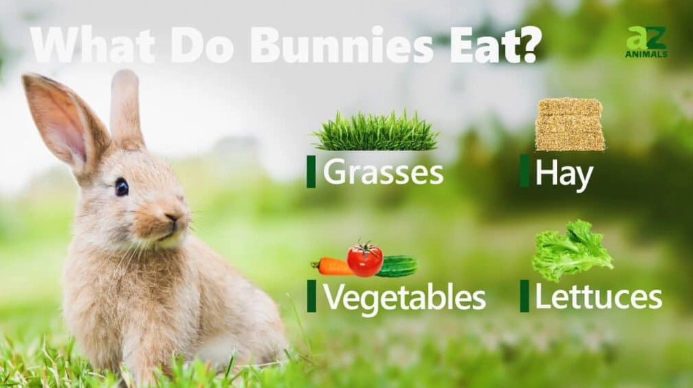 what do rabbits eat