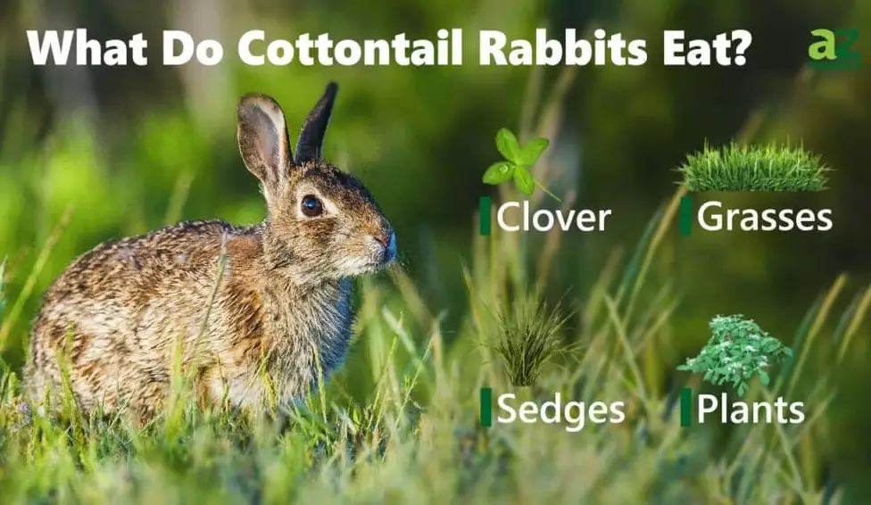 safe plants for rabbits