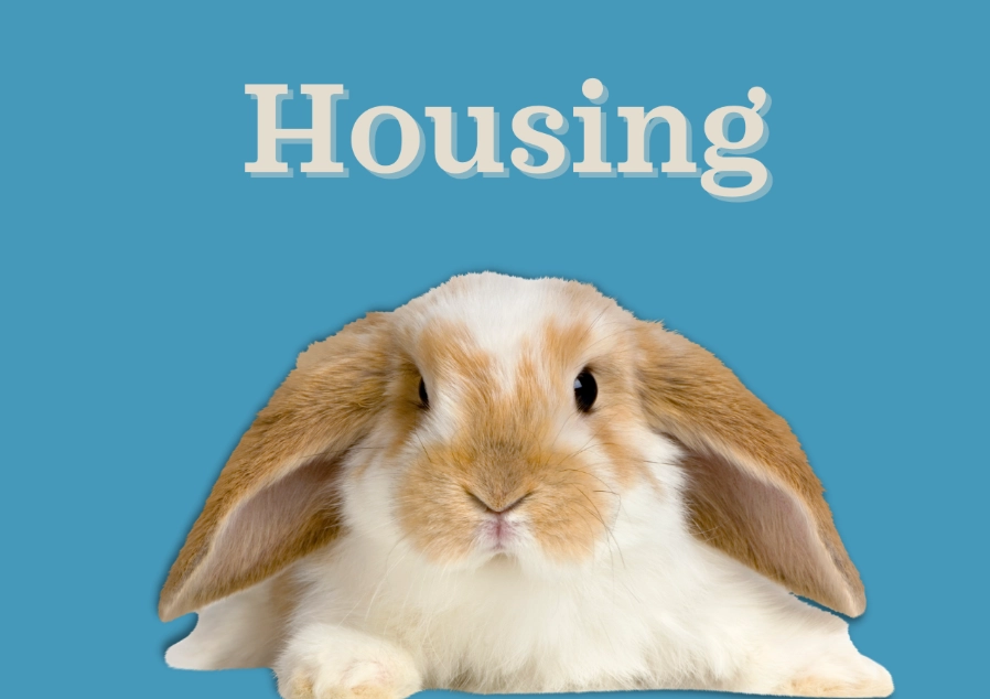 getting a bunny getting a bunny