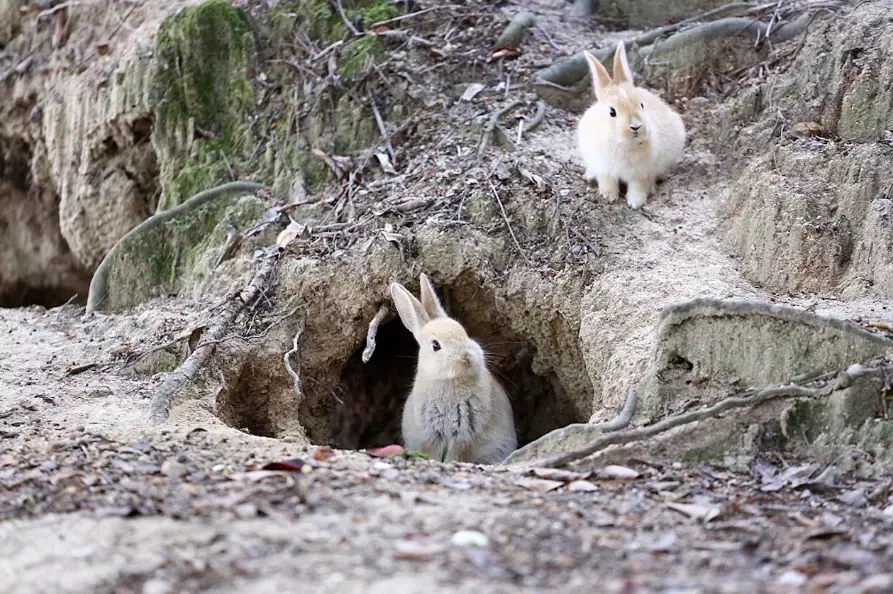 where do rabbits live where do rabbits live