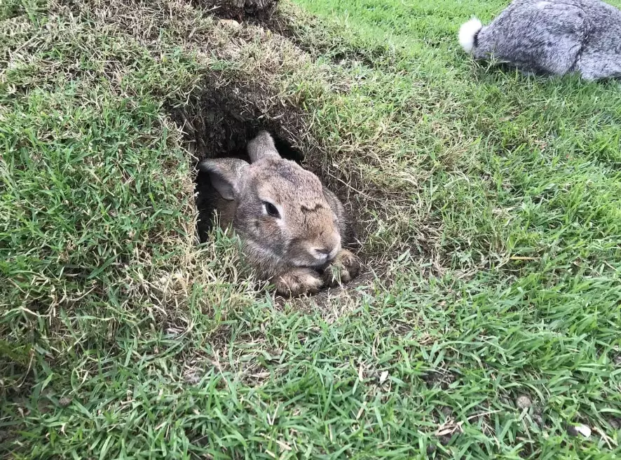 wild rabbit distribution wild rabbit distribution