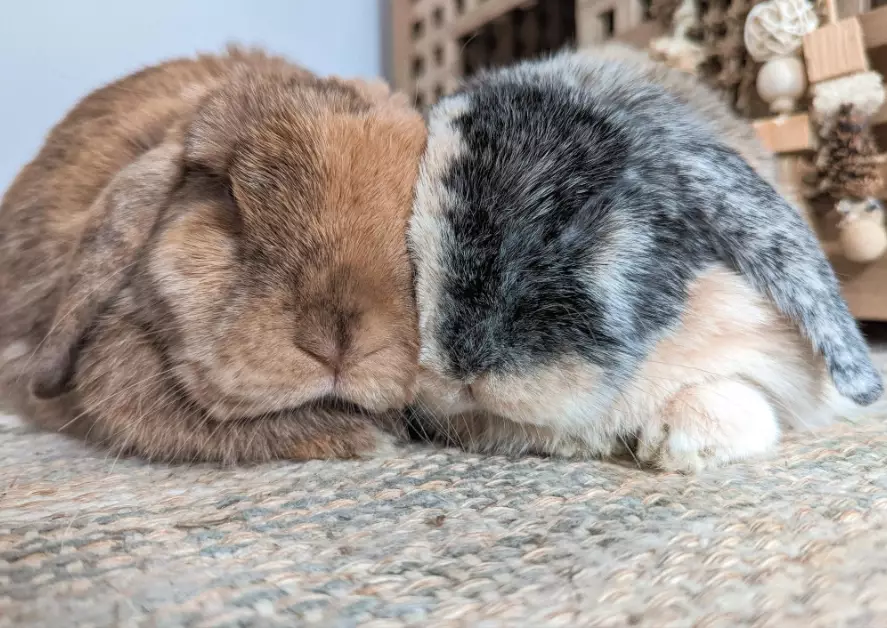 how to bond with your rabbit