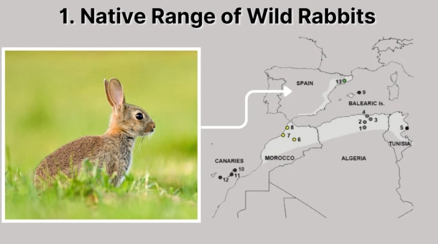 where do rabbits live where do rabbits live