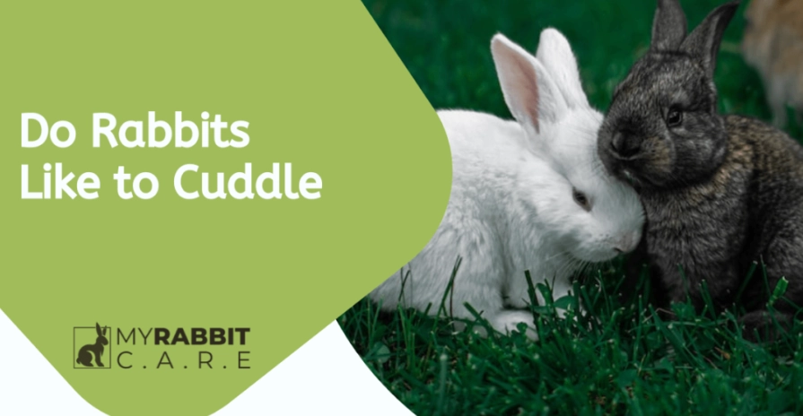 do rabbits like to be cuddled do rabbits like to be cuddled