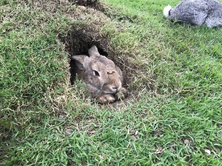 where do rabbits live where do rabbits live