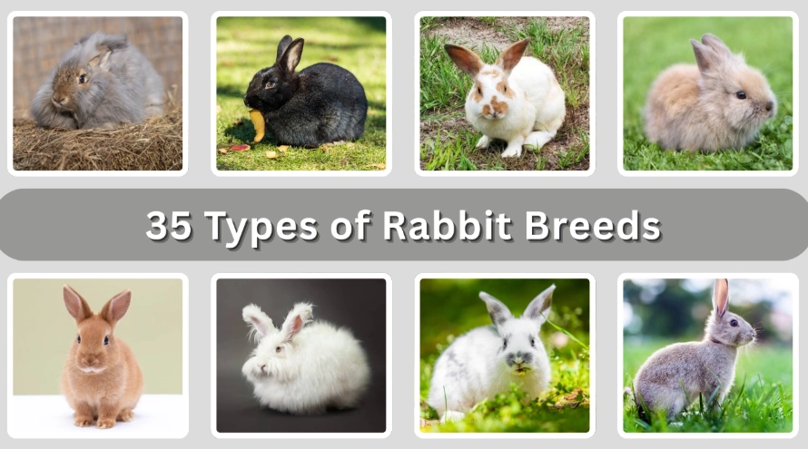 best rabbit breeds for pets best rabbit breeds for pets