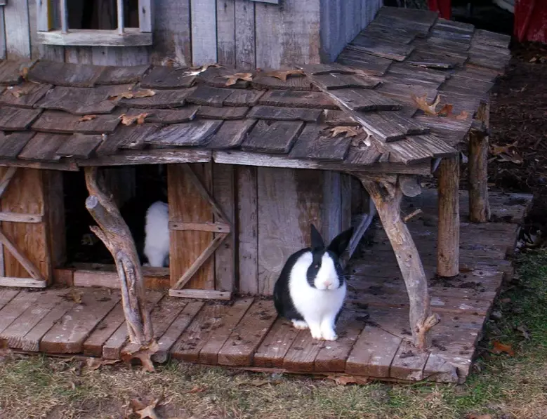 indoor rabbit cage