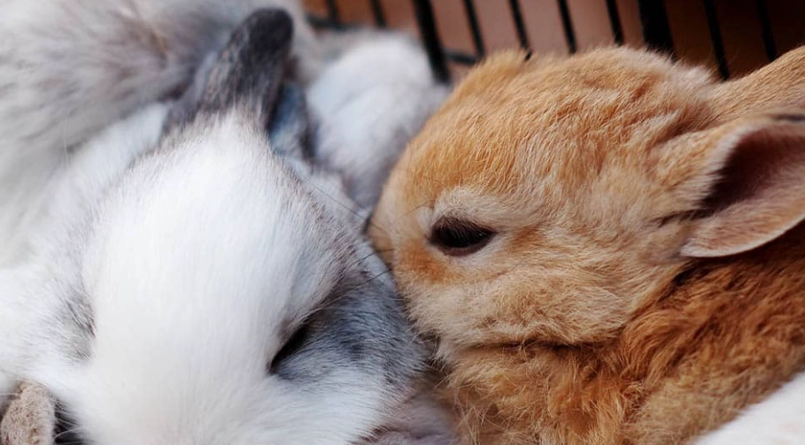 rabbit care guide rabbit care guide