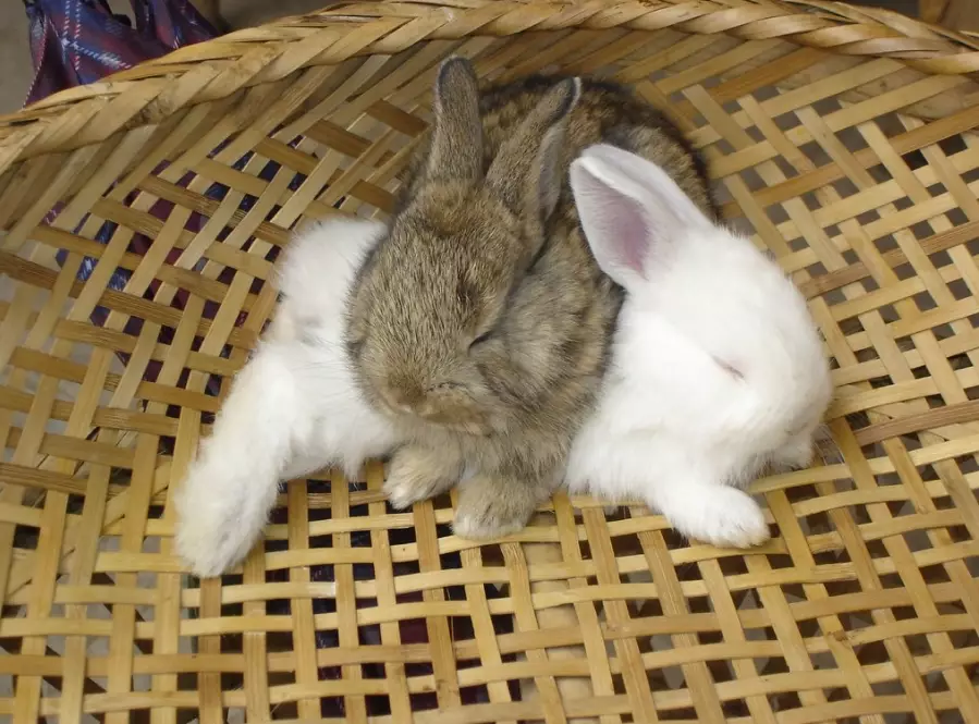 rabbit body language