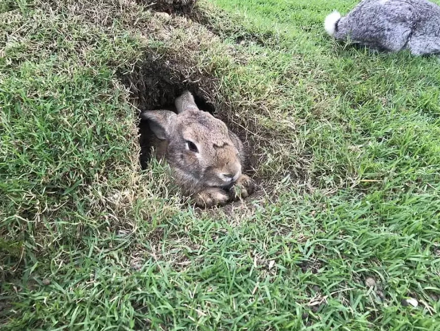 do rabbits live in burrows