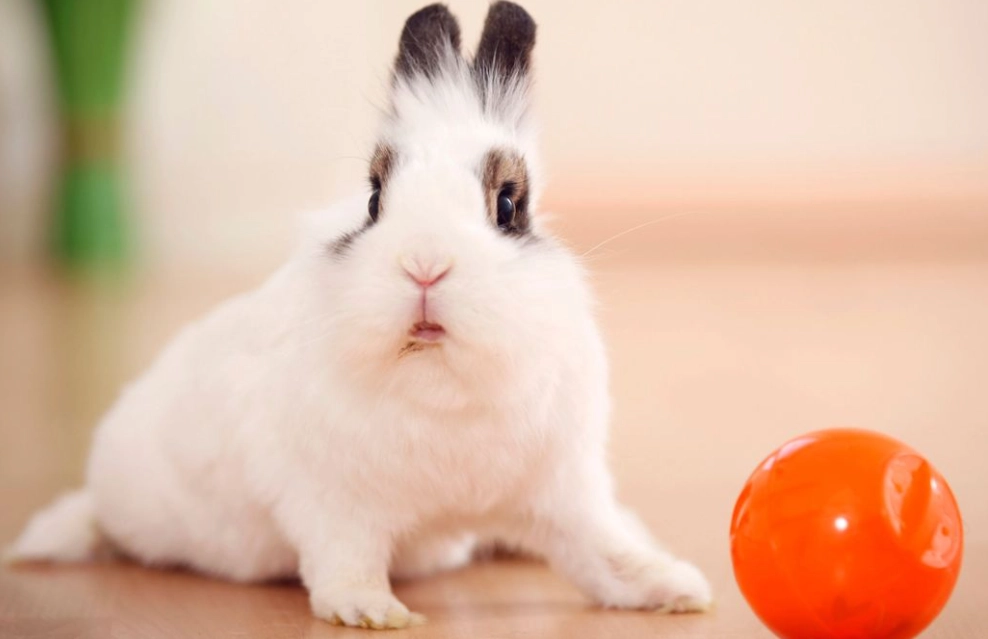 10 things to know before getting a bunny