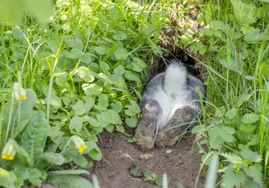 do rabbits live in burrows