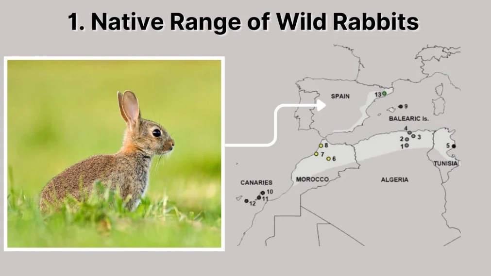 rabbit habitats by country